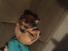 Dog to acreage/ country home