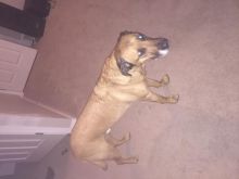 Dog to acreage/ country home Image eClassifieds4u 2