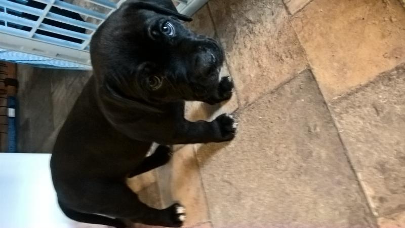 Bullmastiff-Cane corso, Dogo argentino-Pitbull mix Image eClassifieds4u