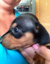 Our miniature dachshund puppies.