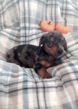 Our miniature dachshund puppies for sale.