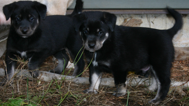 Lab/Husky Image eClassifieds4u