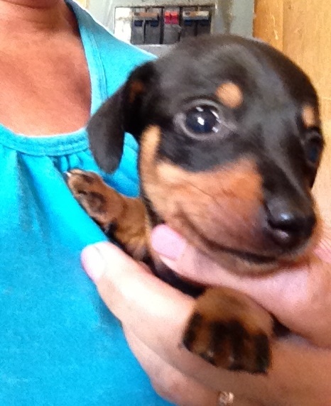 Our miniature dachshund puppies. Image eClassifieds4u