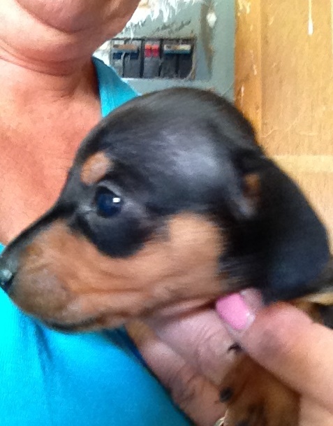 Our miniature dachshund puppies. Image eClassifieds4u