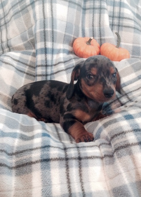 Our miniature dachshund puppies for sale. Image eClassifieds4u