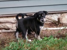 Lab/Husky puppies