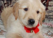 Adorable Golden Retriever available to loving homes