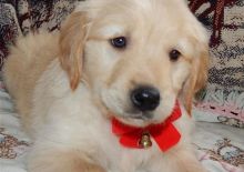 Classic and Hone Trained male and Female golden Golden Retriever puppy Available