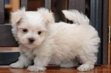 Male and Female Maltese Puppies Available To Loving Homes