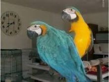 Talking baby Macaws want a new lovely home.