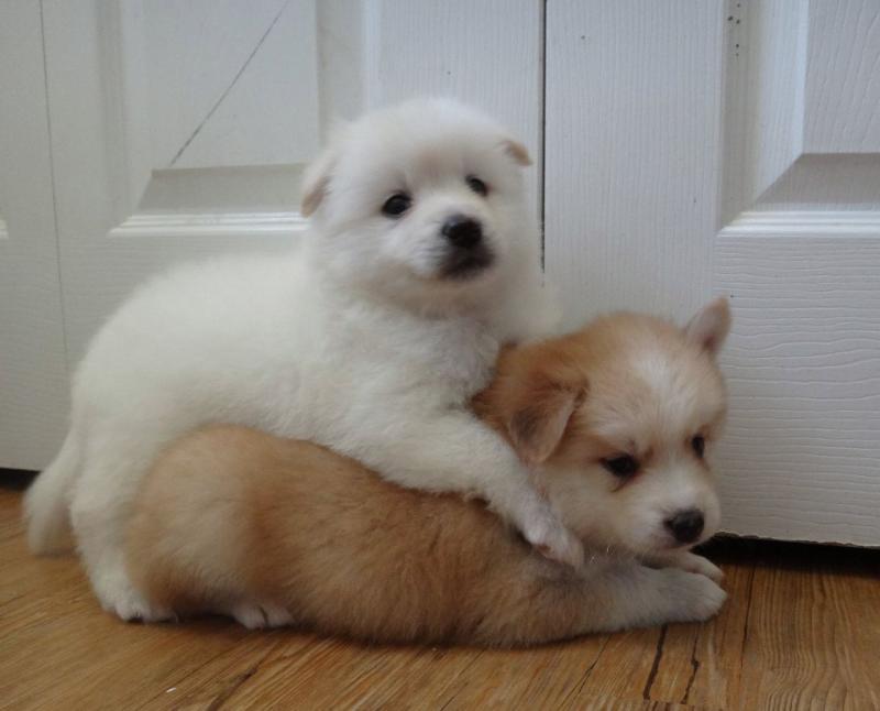 Healthy litter of Pomsky Image eClassifieds4u