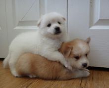 Healthy litter of Pomsky Image eClassifieds4U