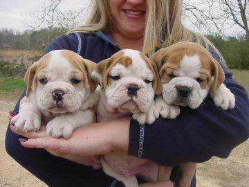 Brave Amicable Charming English Bulldog Pups Looking For A Home Image eClassifieds4u