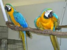 Talking Macaw babies want a new forever home. Image eClassifieds4u 2
