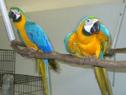 Talking Macaw babies want a new forever home. Image eClassifieds4u