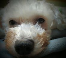 Sweet, loving Bichon looking for a forever home!!!