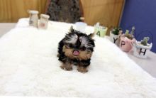 Beautiful Purebred Yorkie Puppies Image eClassifieds4U