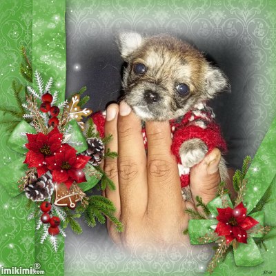 Beautiful Tiny ShiChi Male Puppy Chewbacca Image eClassifieds4u