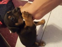 3 quarter/pitbull breed