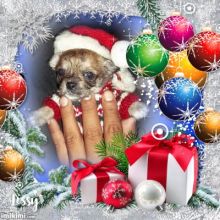 Beautiful Tiny ShiChi Male Puppy Chewbacca Image eClassifieds4u 2