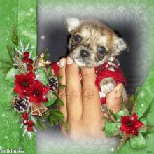 Beautiful Tiny ShiChi Male Puppy Chewbacca Image eClassifieds4u 1