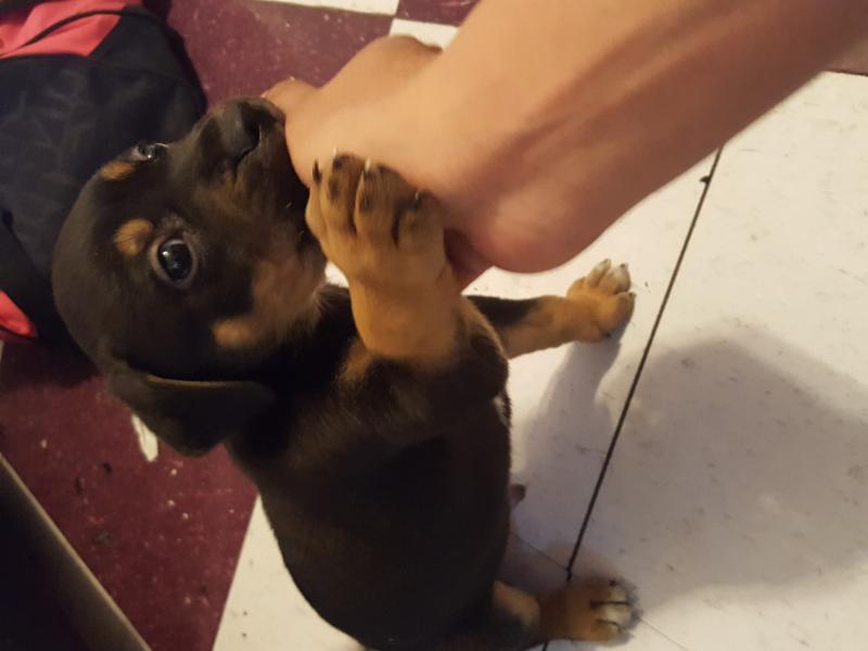 3 quarter/pitbull breed Image eClassifieds4u