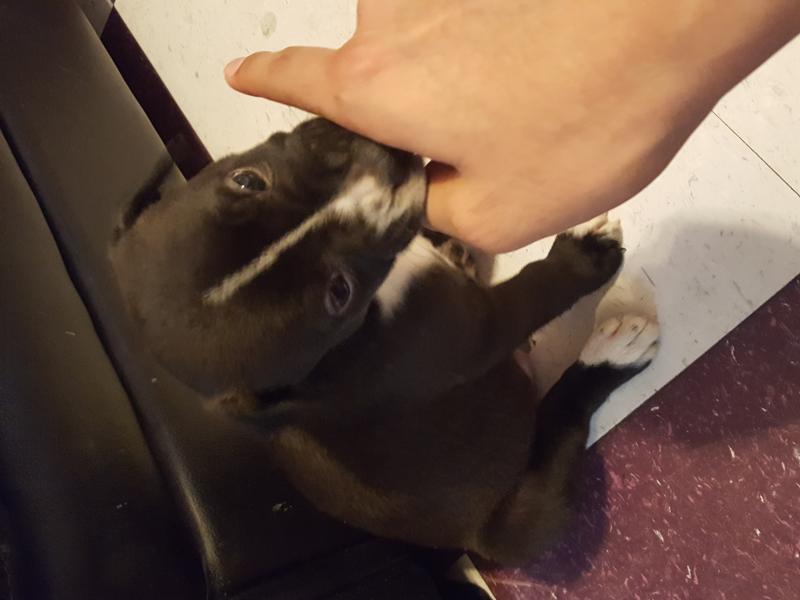 3 quarter/pitbull breed Image eClassifieds4u