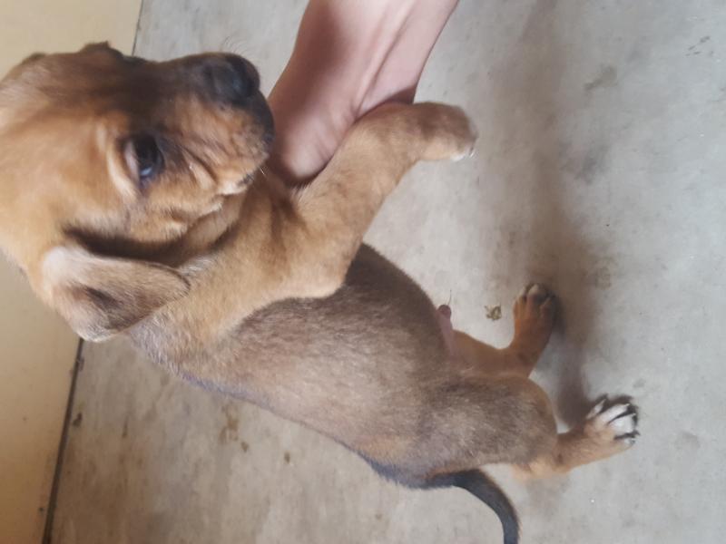 3 quarter/pitbull breed Image eClassifieds4u