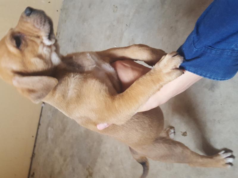 3 quarter/pitbull breed Image eClassifieds4u