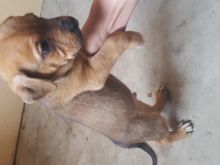 3 quarter/pitbull breed Image eClassifieds4u 1