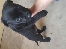 3 quarter/pitbull breed Image eClassifieds4u 4