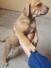 Pitbull pups Image eClassifieds4u 2