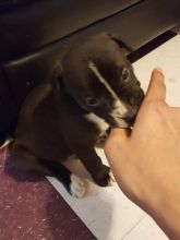 Pitbull pups Image eClassifieds4u 4