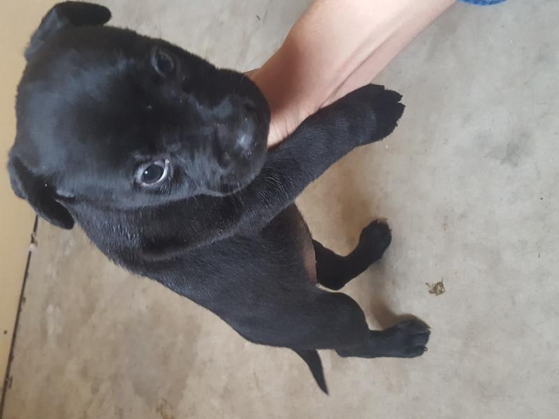 3 quarter/pitbull breed Image eClassifieds4u