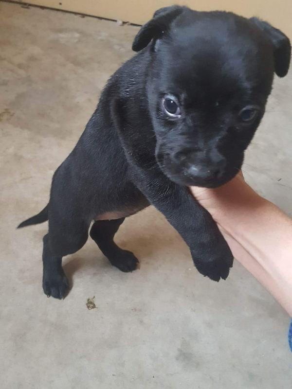 Pitbull pups Image eClassifieds4u