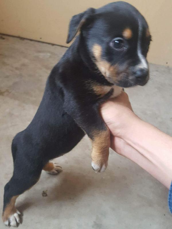 Pitbull pups Image eClassifieds4u