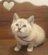 Siamese Snowshoe Kittens Image eClassifieds4u 1