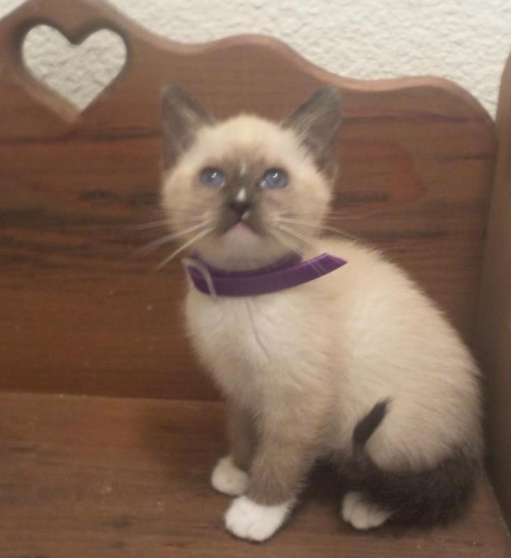 Siamese Snowshoe Kittens Image eClassifieds4u