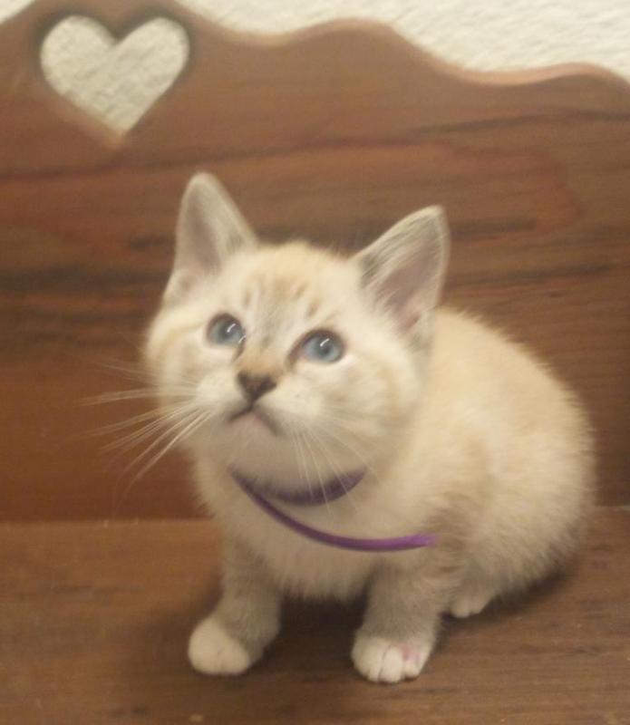 Siamese Snowshoe Kittens Image eClassifieds4u