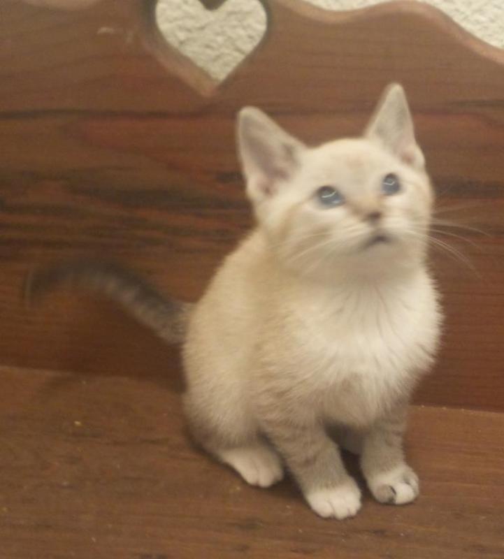 Siamese Snowshoe Kittens Image eClassifieds4u