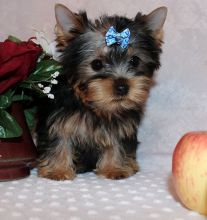 yorkie puppy for sell