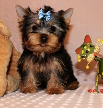 yorkie puppy for sell