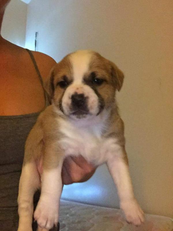 Alapaha Blue Blood Bulldog cross pups Image eClassifieds4u