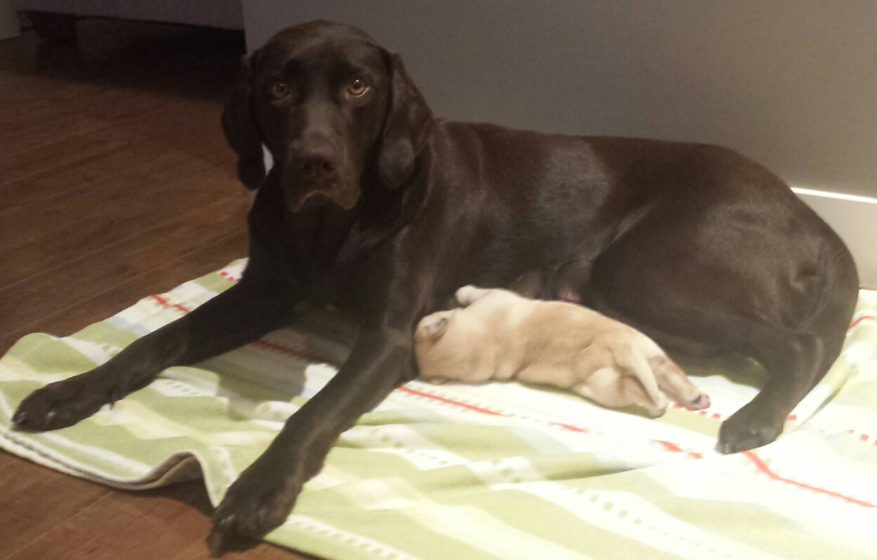 Lab puppies Image eClassifieds4u