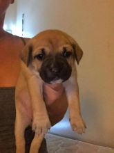 Alapaha Blue Blood Bulldog cross pups Image eClassifieds4u 3