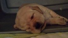 Lab puppies Image eClassifieds4u 1