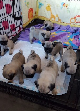 Tiny tiny 5 lovely pure bred pug puppies for sale Image eClassifieds4u