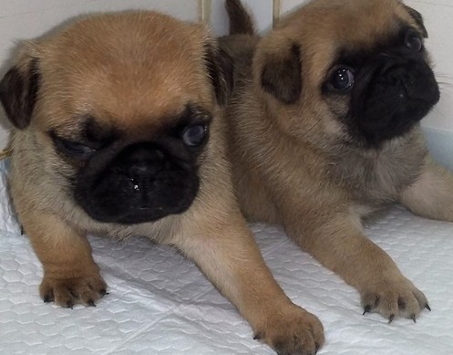 Tiny tiny 5 lovely pure bred pug puppies for sale Image eClassifieds4u