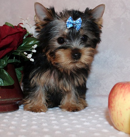 yorkie puppy for sell Image eClassifieds4u