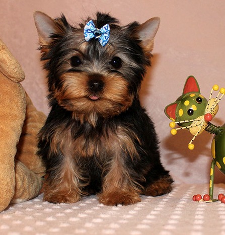 yorkie puppy for sell Image eClassifieds4u